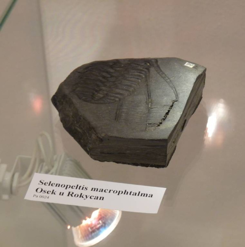 Trilobit Selenopeltis macrophtalma