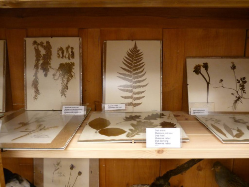 Ukázka expozice botaniky - herbáře