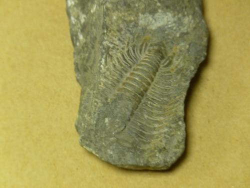 Kambrický trilobit - Paradoxides gracilis