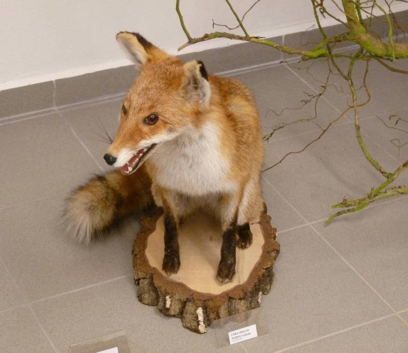 Liška obecná - Vulpes vulpes